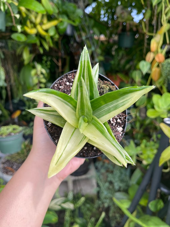 Variegated Aloe Walmsley's Bronze Rare Succulent Live Plant - Etsy