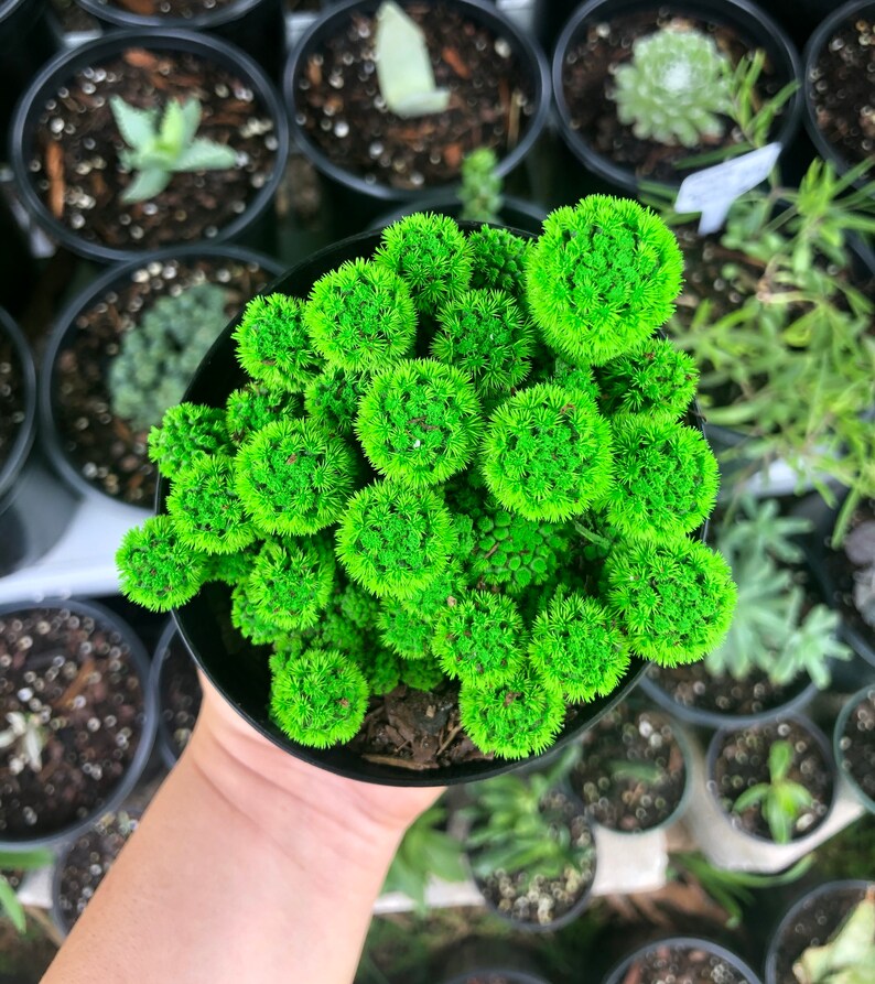 Bright Green Desert Gems Cacti Rare Succulent Live Cactus Etsy