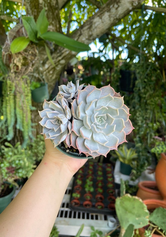tropical succulent plants Large Various Succulents Tropical Plant Home Balcony Decor Props A2088 –  Angela Flower main image 0