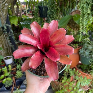 6 Bromeliad Neoregelia Fireball Rare Live Plant imagem 4