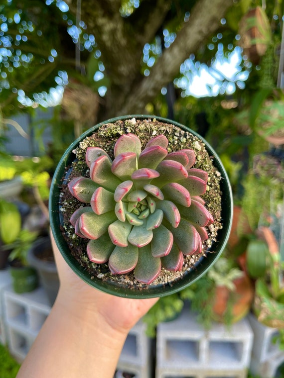 long pots for plants Succulent Pots, 7.9 Inch Long Rectangular Succulent Planters with Dra