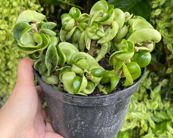 May include: A small potted plant with green, curly leaves. The plant is in a black plastic pot.