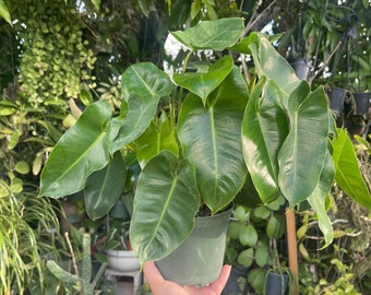 6” Blue Marx Philodendron Rooted Live Plant