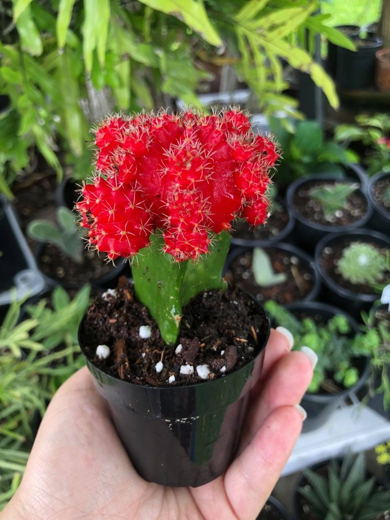 Red Grafted Moon Cactus Rare Succulent Live Cacti Plant Etsy
