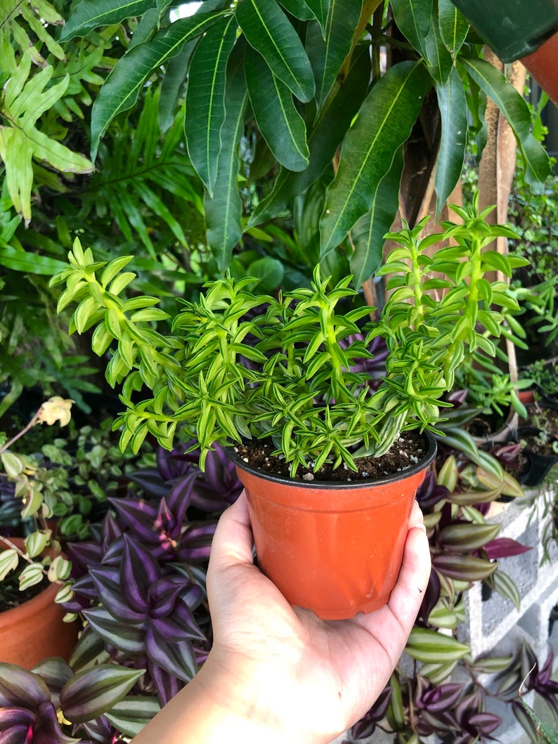 Peperomia Axillaris Prayer Plant Rare Succulent Live Plant