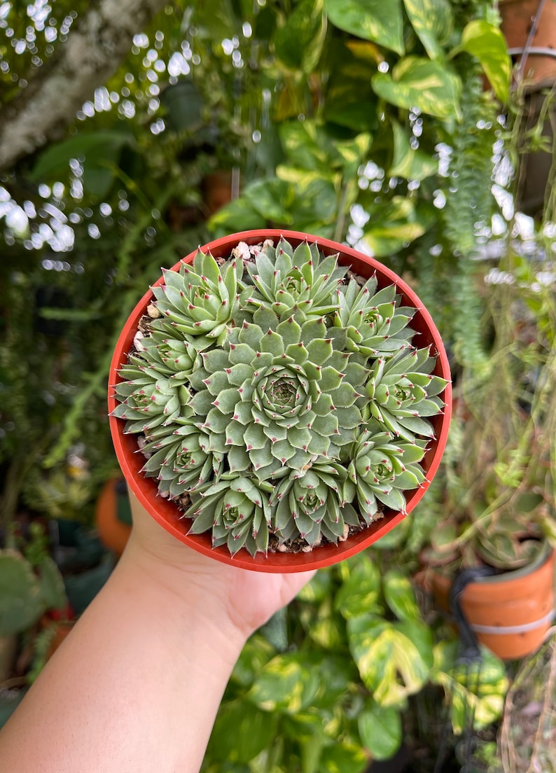 Sempervivum Calcareum Red Tip Rare Succulent Live Plant image 3