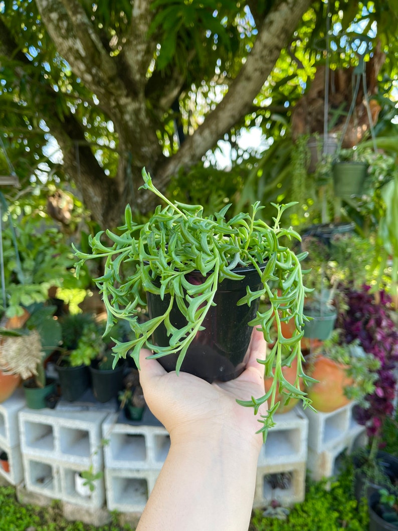 String of Dolphins Senecio Peregrinus Live Plant