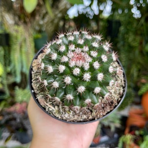 Mammillaria Mammillaris Woolly Nipple Cactus Rare Live Cacti Plant image 7