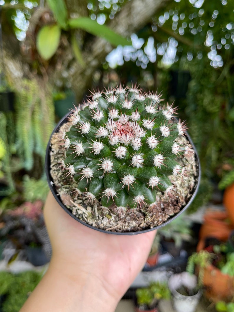 Mammillaria Mammillaris Woolly Nipple Cactus Rare Live Cacti Plant image 7