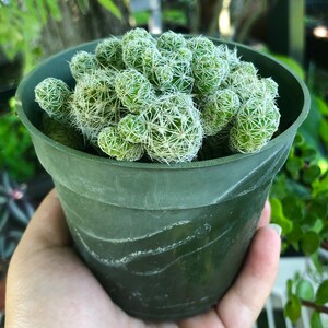 Op de afbeelding: Een kleine groene pot met een groep groene cactusplanten met witte stekels. De cactusplanten zitten dicht bij elkaar.