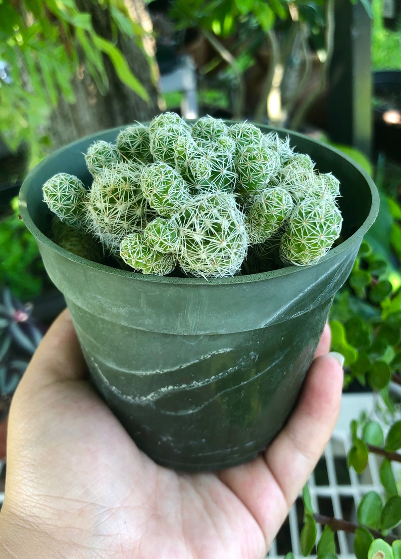 Op de afbeelding: Een kleine groene pot met een groep groene cactusplanten met witte stekels. De cactusplanten zitten dicht bij elkaar.