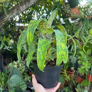 6 Vriesea Batik Rare Bromeliad Live Plant image 10