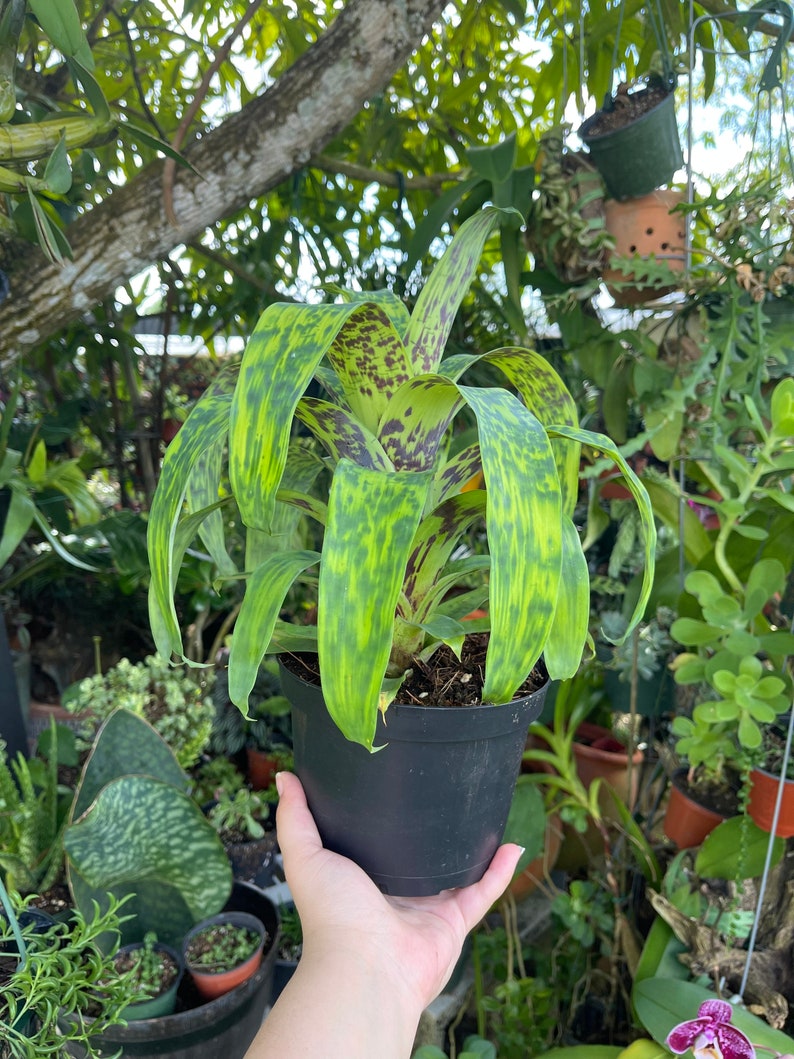 6 Vriesea Batik Rare Bromeliad Live Plant image 10