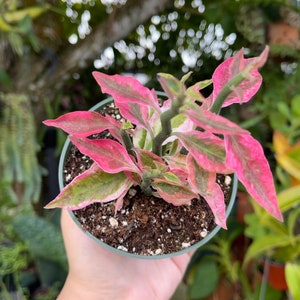 Pedilanthus Tithymaloides Variegated Pink Devils Backbone Rare Succulent Live Plant image 3