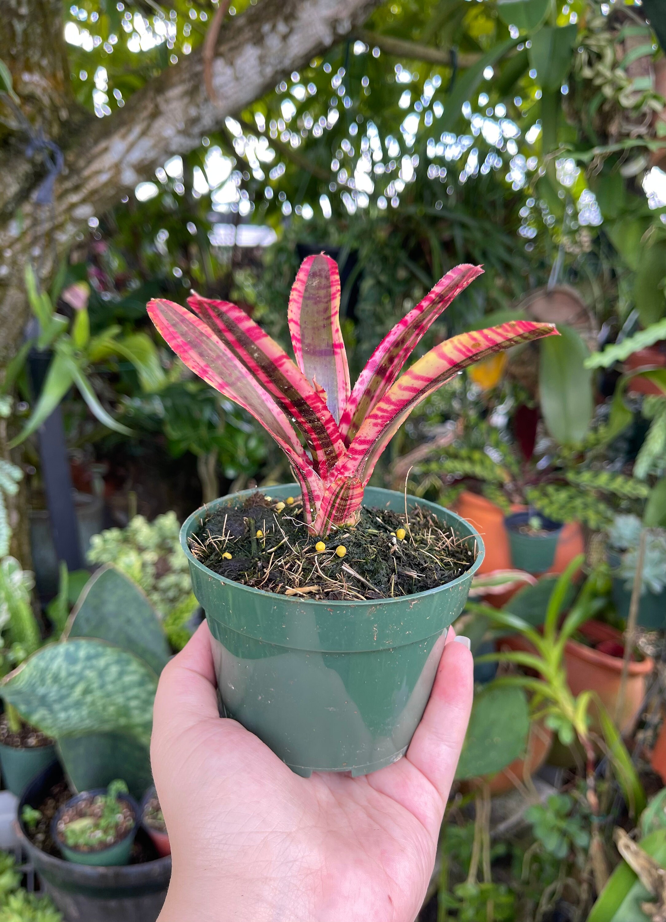 Neoregelia White Hot Embers Rare Bromeliad Live Plant - Etsy