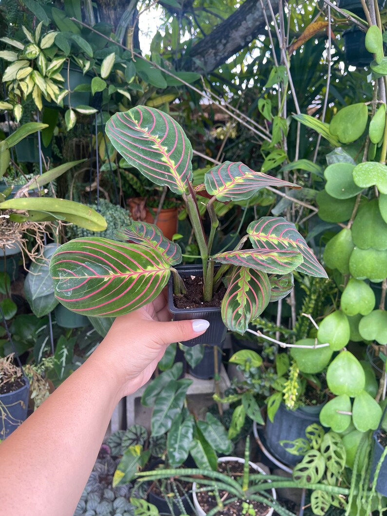LilyParadiseFlowers Maranta Leuconeura Prayer Plant - Thumbnail 2