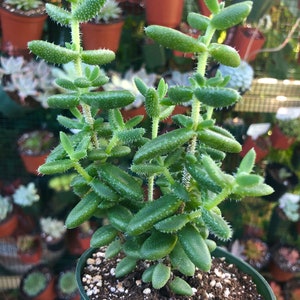 Delosperma Echinatum Pickle Plant Rare Succulent Live Plant image 2