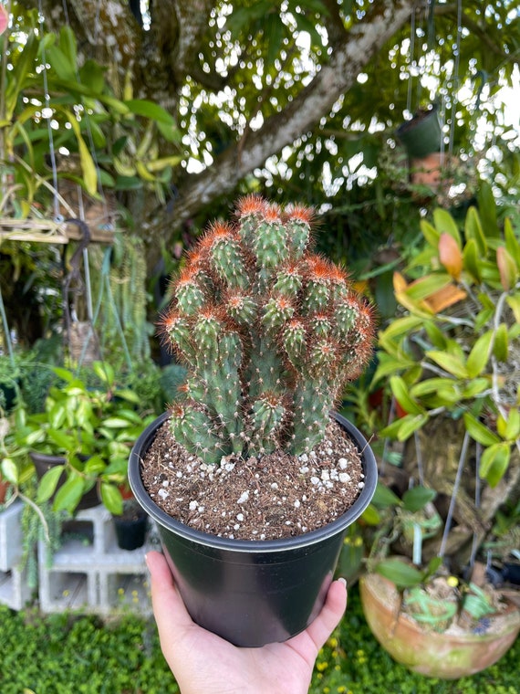 Monstrose Cactus Kit