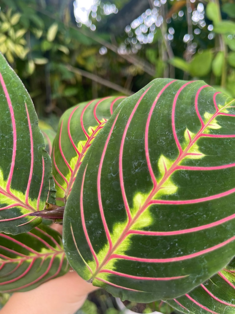 LilyParadiseFlowers Maranta Leuconeura Prayer Plant - Thumbnail 3