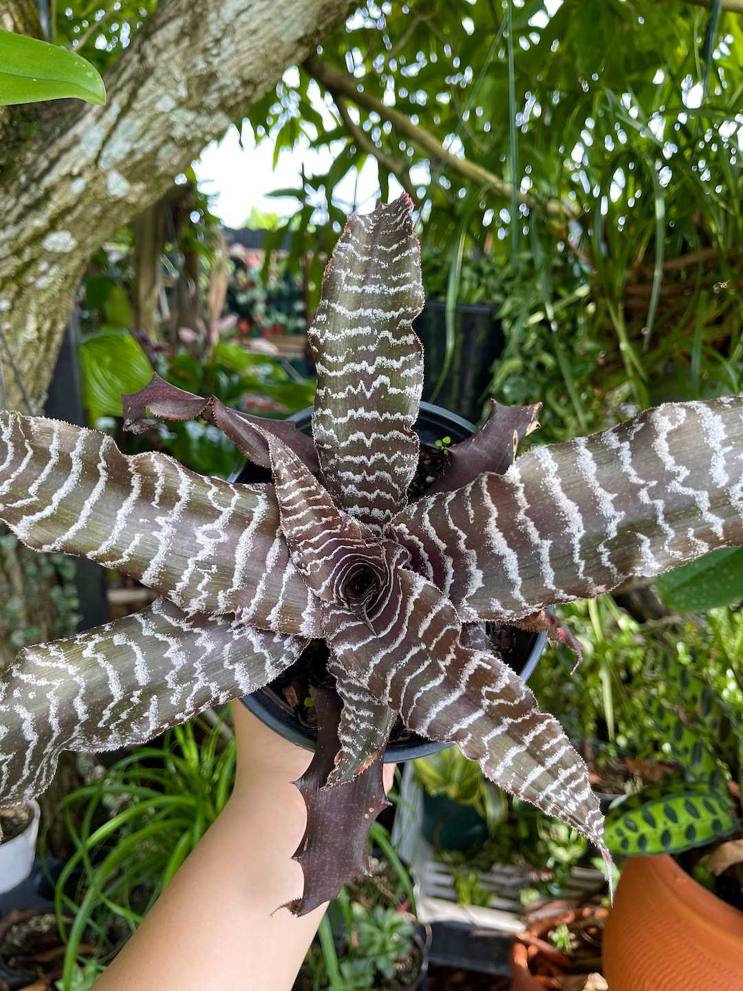 6” Bromeliad Cryptanthus Absolute Zero Tiger Rare Live Plant - Etsy