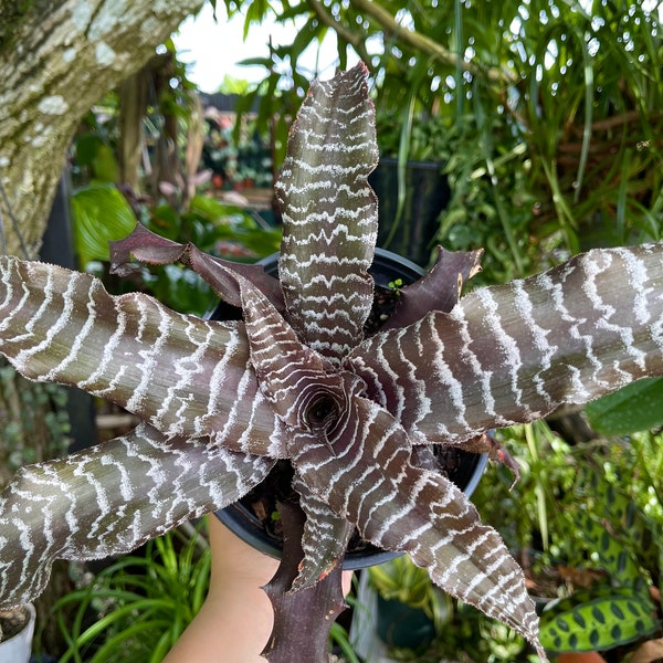 6” Bromeliad Cryptanthus Absolute Zero Tiger Rare Live Plant