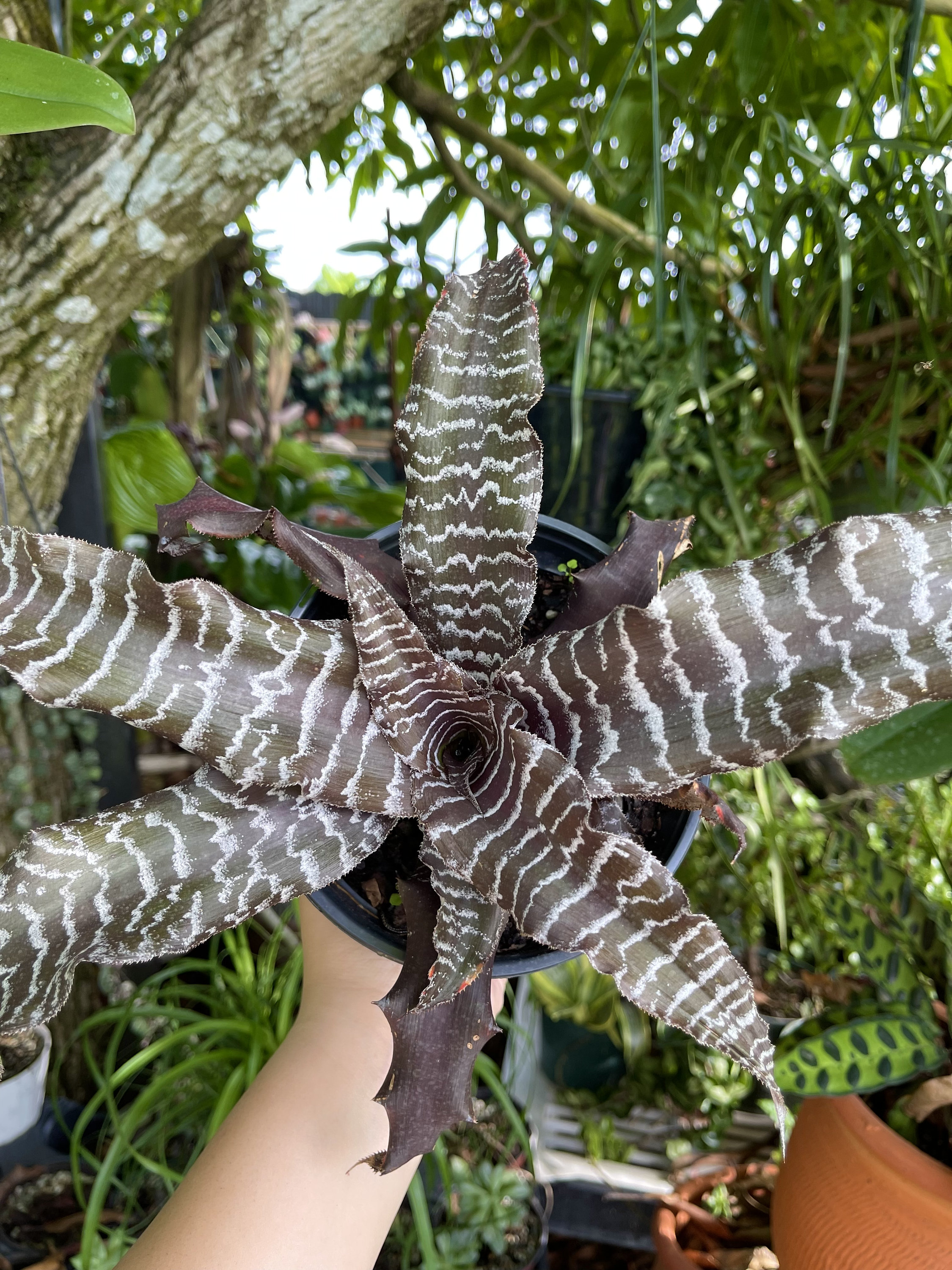 絶妙なデザイン 6” Bromeliad Cryptanthus Absolute Zero Tiger Rare Live Plant ブロメリア・エアープランツ