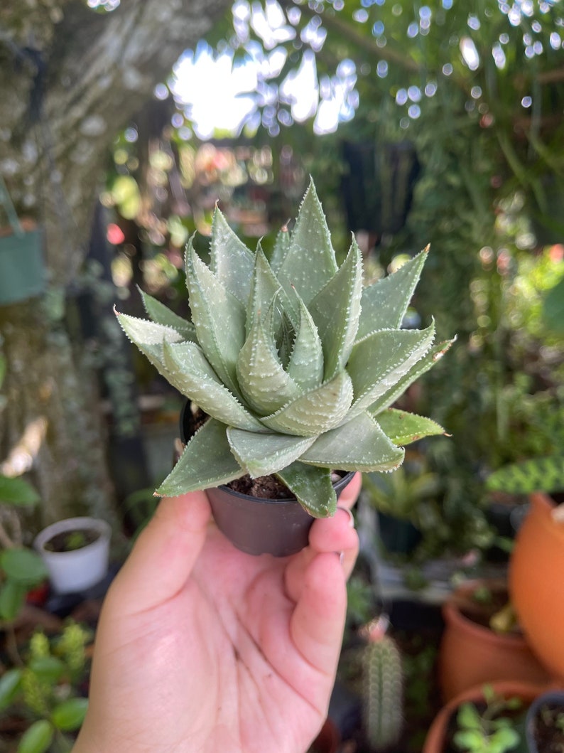 LilyParadiseFlowers Haworthia Savanna - Thumbnail 3