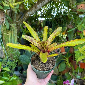 Neoregelia Yellow Stripe Rare Bromeliad Live Plant image 5