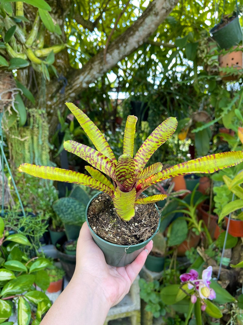 Neoregelia Yellow Stripe Rare Bromeliad Live Plant image 5