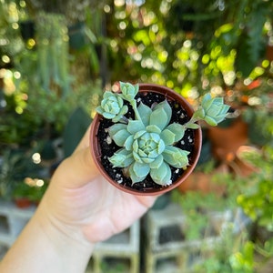 2 Graptopetalum Macdougallii Rare Succulent Live Plant image 2