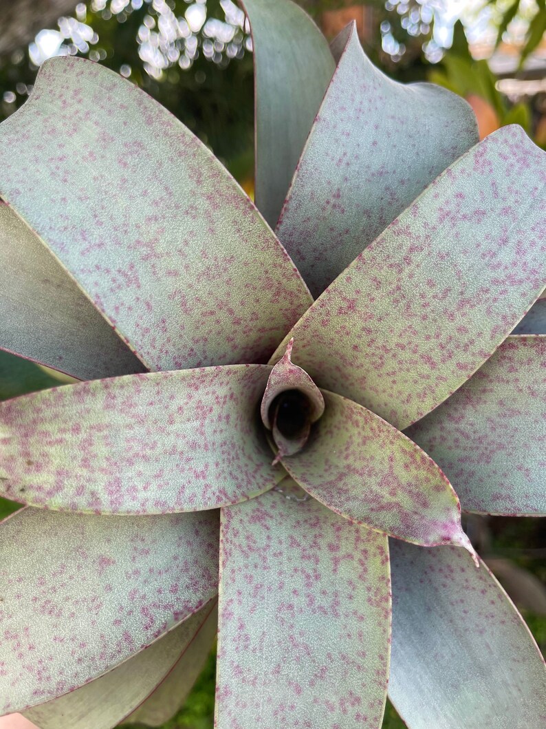 6 Vriesea Saundersii Rare Bromeliad Live Plant image 6