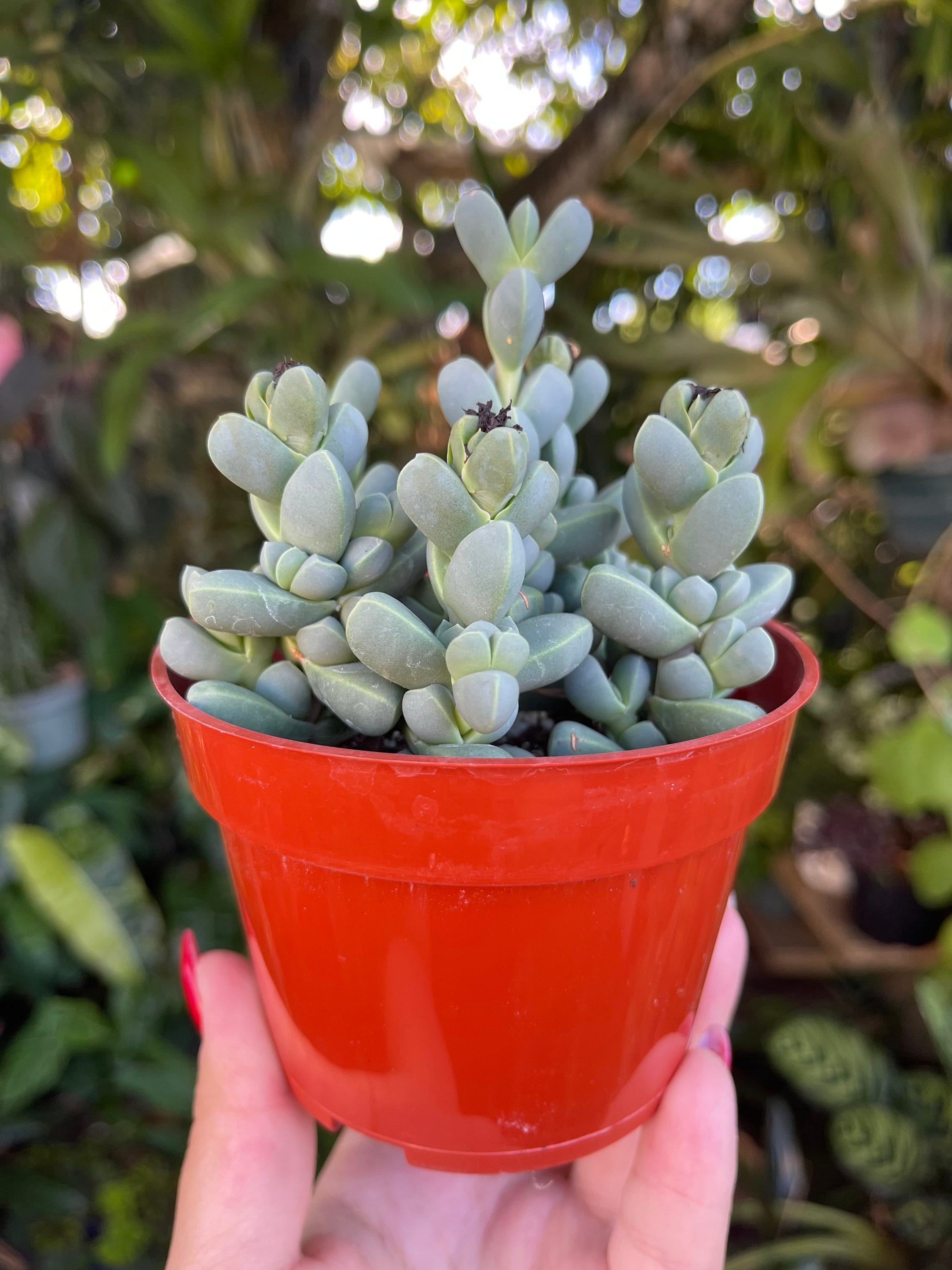 Ice Plant | Corpuscularia Lehmannii l Succulent