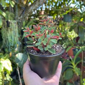 Peperomia Verticillata Red Twist Rare Succulent Live Plant image 9