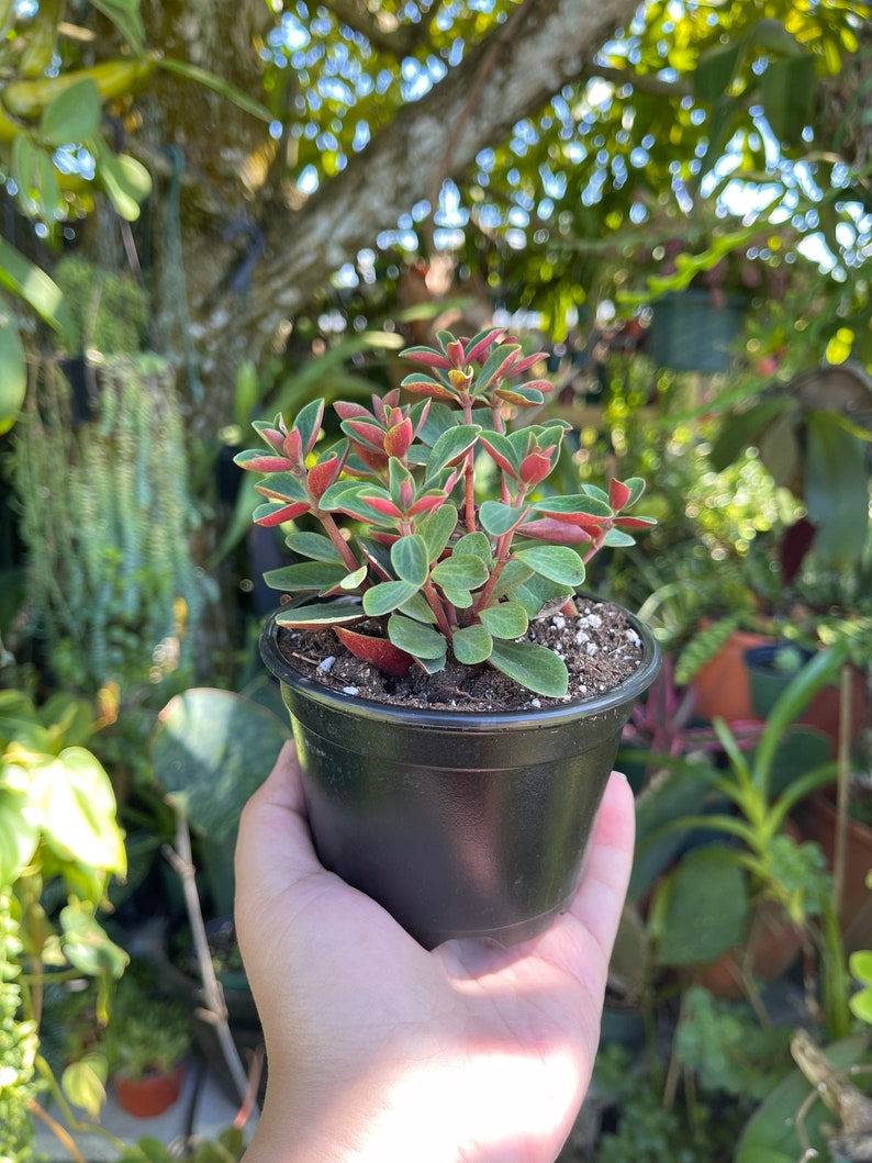 Peperomia Verticillata Red Twist Rare Succulent Live Plant image 9