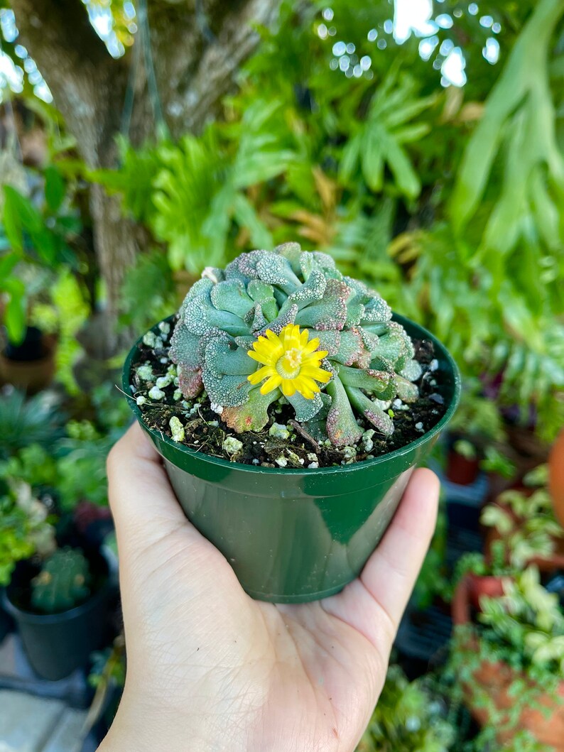 Titanopsis Calcarea Sheeps Tongue Rare Succulent Live Plant imagem 5