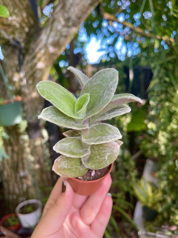 T. Succulent Form × Nizanda T'STROPICALS