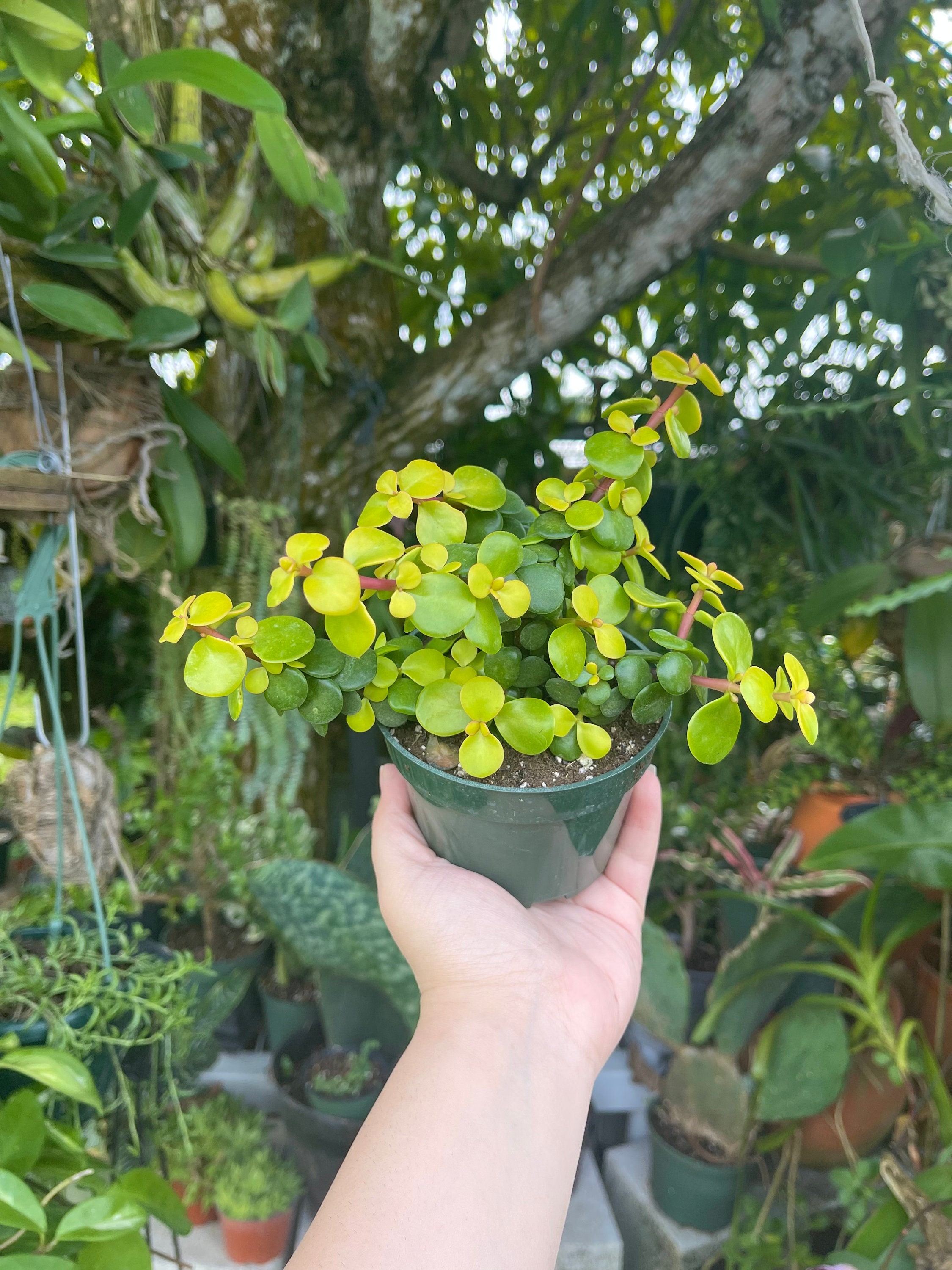 Portulacaria Afra Aurea Rare Succulent Live Plant - Etsy