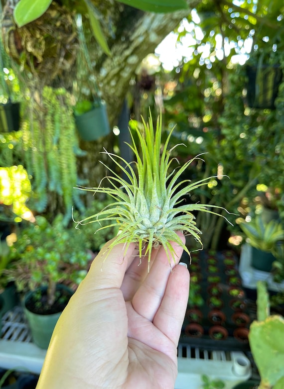 Tillandsia 'Mother's Day' T'S TROPICALS