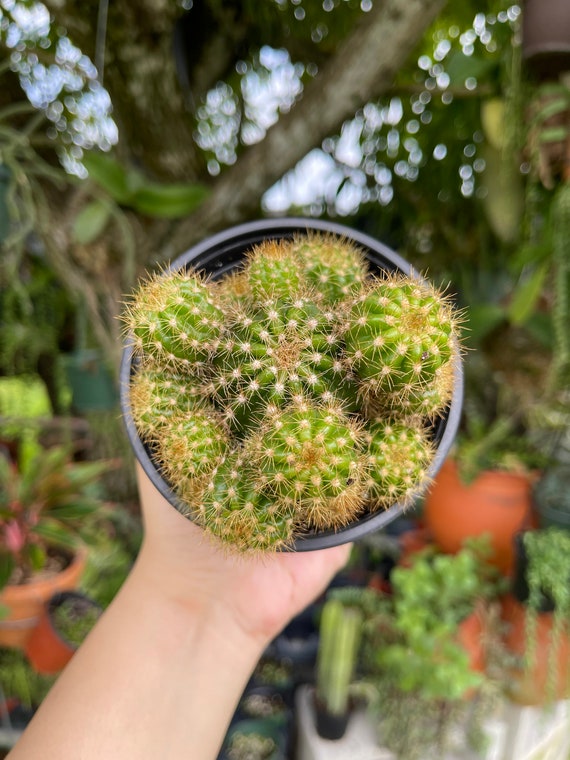 Echinopsis Calochlora Cactus Rare Succulent Live Cacti Plant - Etsy