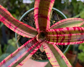 Neoregelia Aussie Red Tiger Neoregelia White Hot Embers Rare