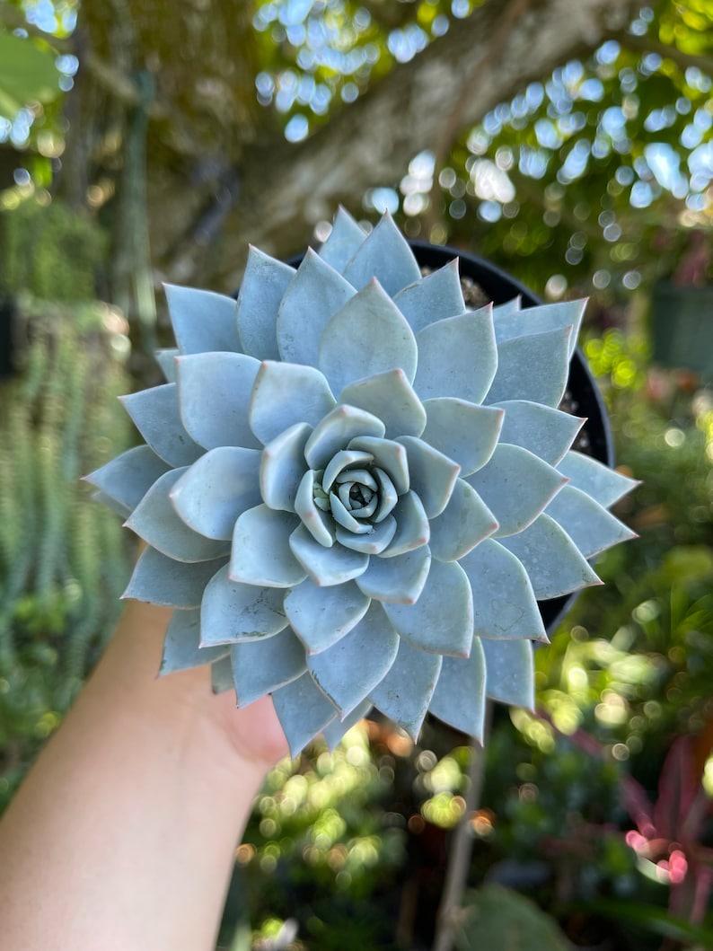 Echeveria subsessilis