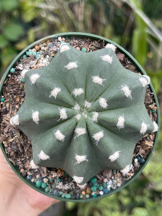 Domino Echinopsis Subdenudata Cactus Rare Succulent Cacti Live Plant - Etsy