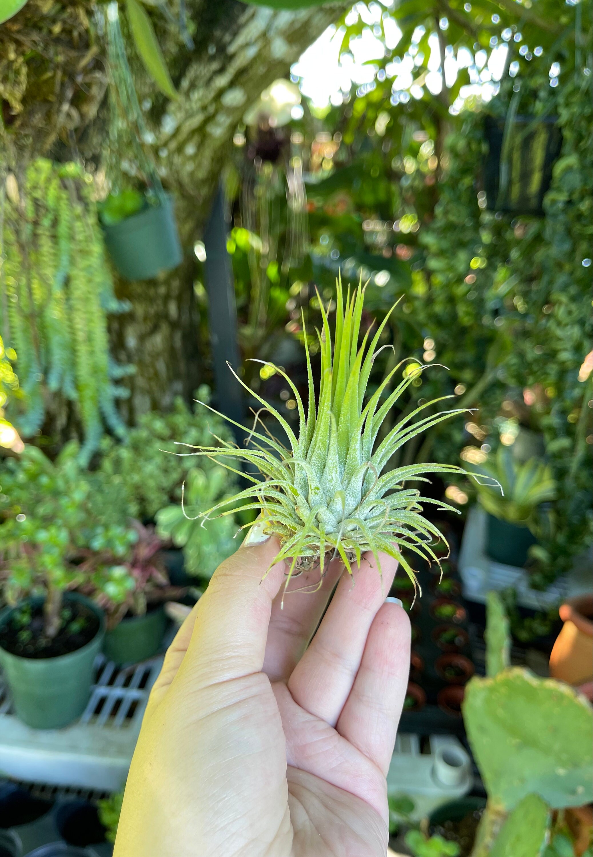 Tillandsia Ionantha Live Air Plant - Etsy