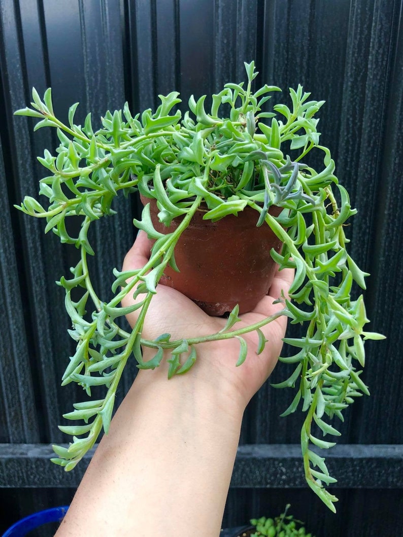String of Dolphins Senecio Peregrinus Live Plant - Thumbnail 3