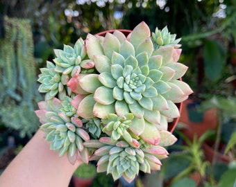May include: A potted succulent plant with pale green and pink leaves. The plant has multiple rosettes of tightly packed leaves, with a few smaller plants sprouting around the edges. The pot is brown, and the background is blurred with green foliage.