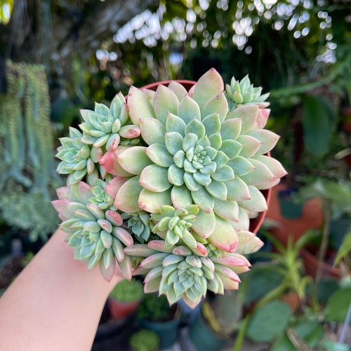 Haworthia Venosa Var. Tessellata Rare Succulent Live Plant - Etsy