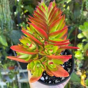 Crassula Capitella Campfire Rare Succulent Live Plant image 6