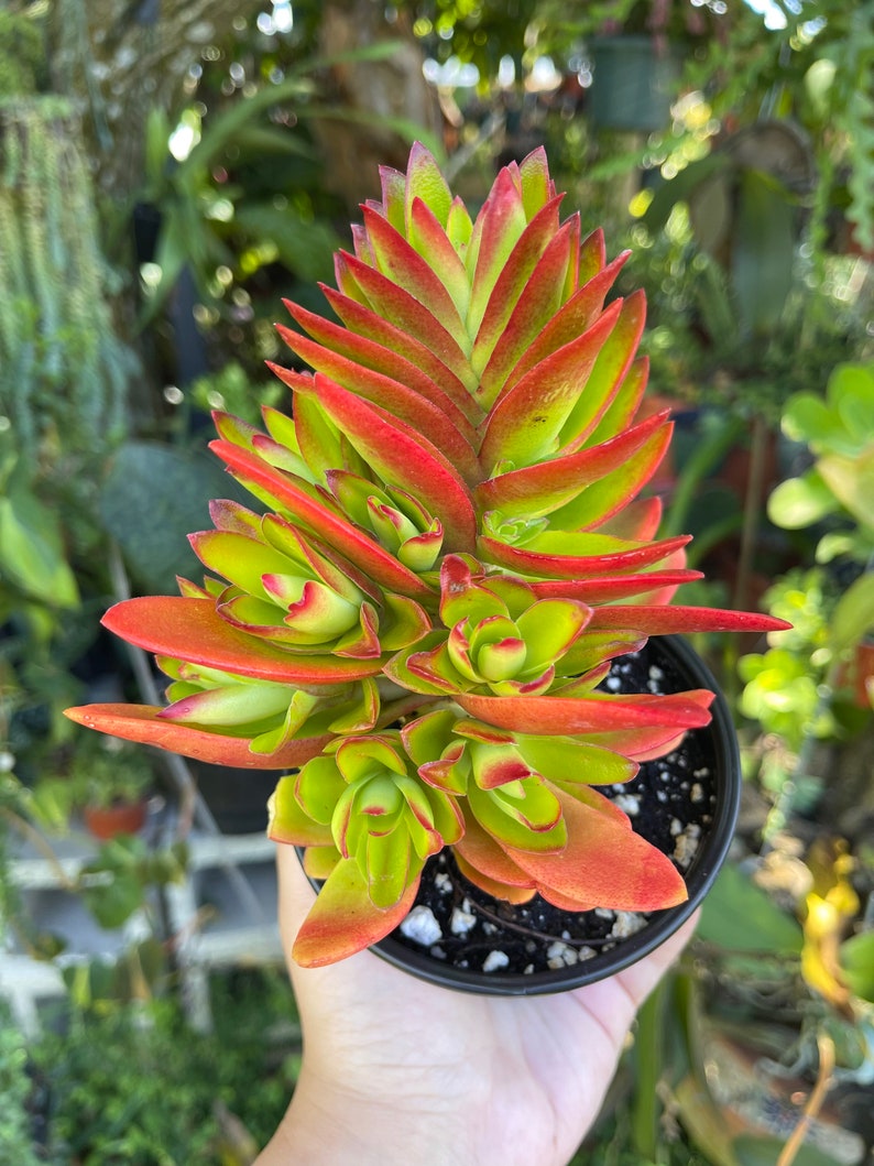 Crassula Capitella Campfire Rare Succulent Live Plant image 6