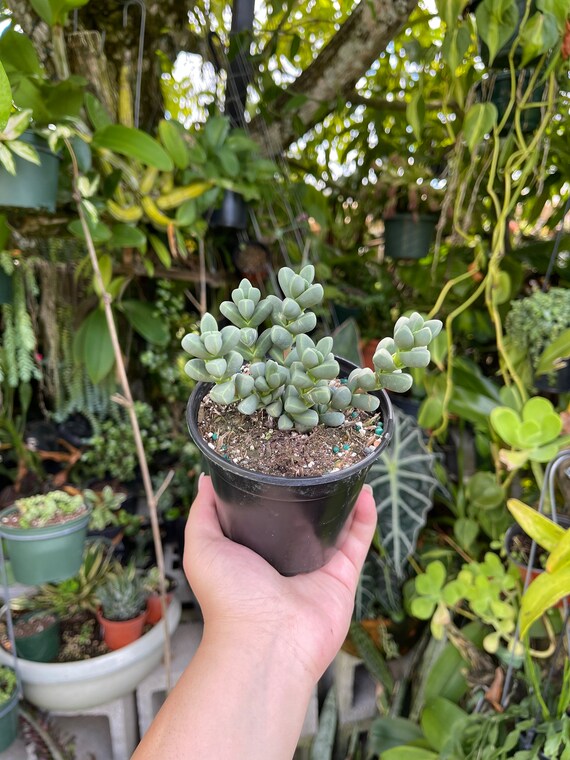 Corpuscularia Lehmannii Ice Plant Rare Succulent Live Plant Etsy Israel