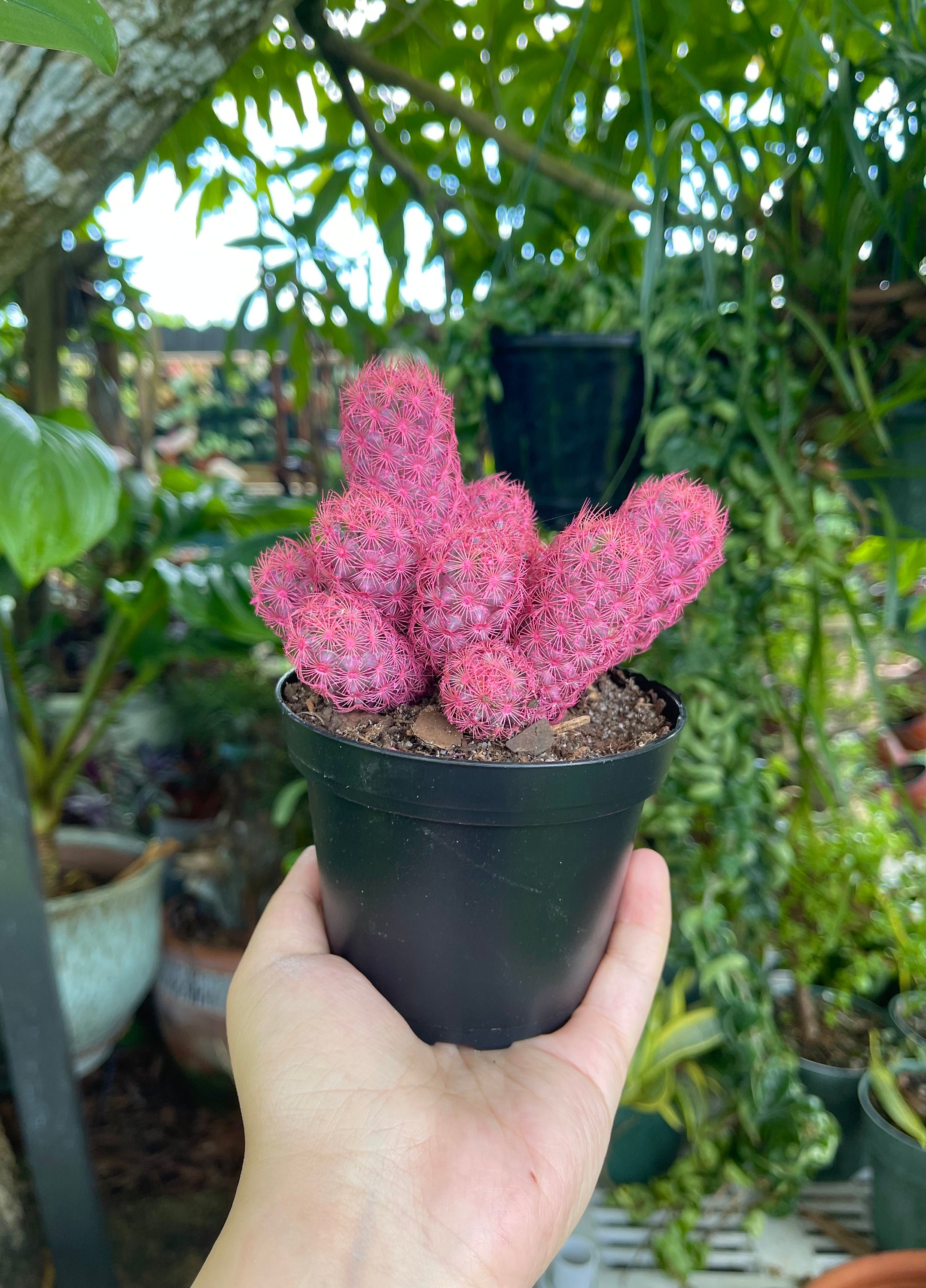 Pink Desert Gems Cactus Rare Succulent Live Plant Etsy